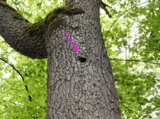 Жук-олень_питание